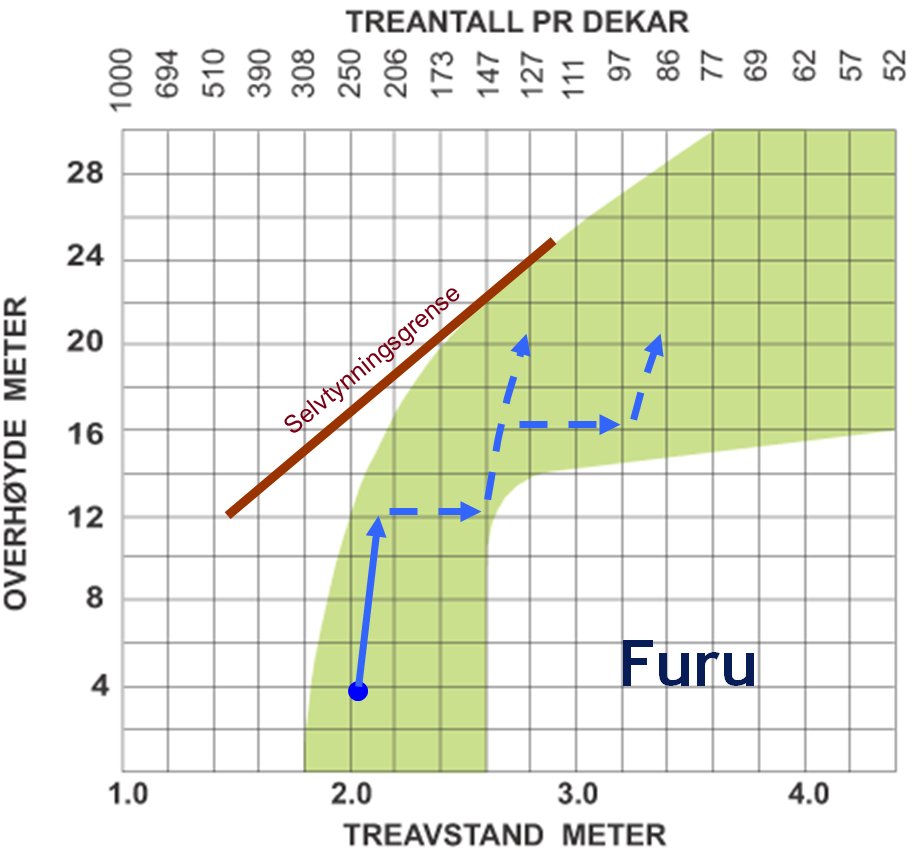 Tetthetsdiagram for furu som viser selvtynningsgrense S%=12. Den blå pilen viser bestandsutvikling og tynningsprogram med en utgangstetthet på 250 trær pr. daa. og 4% naturlig avgang pr år. (Skogkurs).