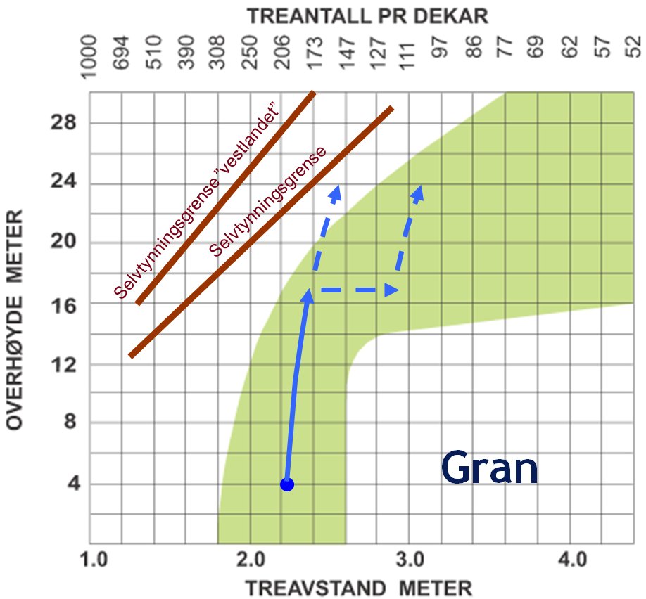 Tetthetsdiagram for gran som viser
selvtynningsgrense S%=10 og S%=8 for hhv. ”vanlig selvfortynningsgrense” og ”vestlandet”. Den blå pilen viser bestandsutvikling og tynningsprogram med en utgangstetthet på 200
trær pr. daa. og 4% naturlig avgang pr år. 